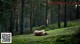 A naked woman laying on a moss covered hill in the woods.