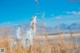 A woman in a white dress standing in a field of tall grass.